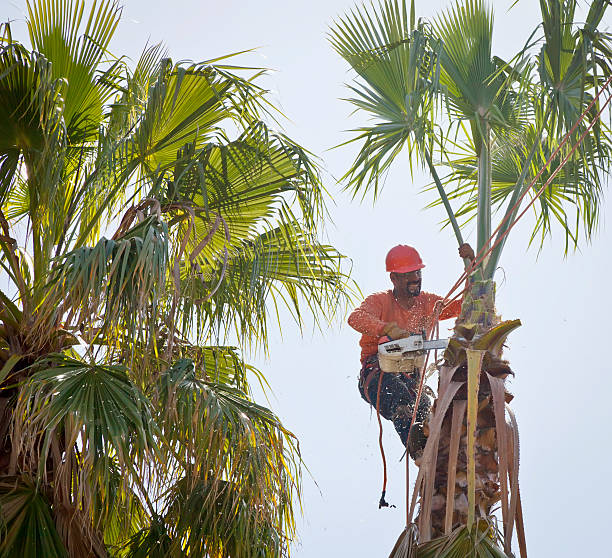 Best Tree Disease Treatment  in St Joseph, MO